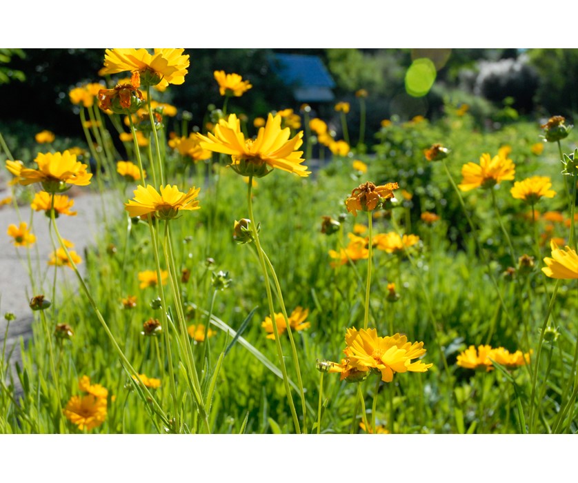 Early Sunrise Coreopsis